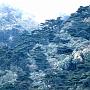 雲南省、、全山シャクナゲの蒼山　3800m.jpg