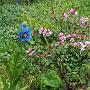 エジンバラ植物園　ヒマラヤの青いケシの花.JPG